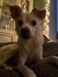 Reunited Male Dog last seen Des Moines, Des Moines, WA 98198
