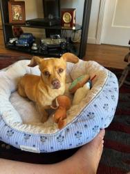 Reunited Male Dog last seen Winchester and forest, San Jose, CA 95128