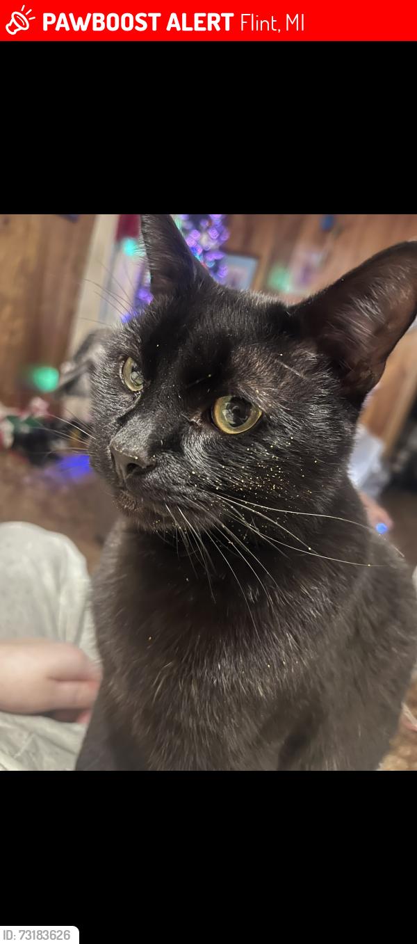 Lost Male Cat last seen mott ave, Flint, MI 48504