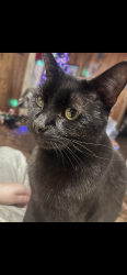 Lost Male Cat last seen mott ave, Flint, MI 48504