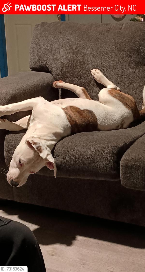 Lost Male Dog last seen 9th Ave and E Cleveland Ave bessemer city, Bessemer City, NC 28016