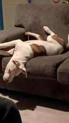 Lost Male Dog last seen 9th Ave and E Cleveland Ave bessemer city, Bessemer City, NC 28016