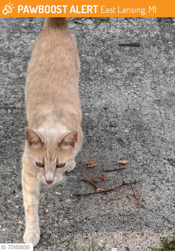 Found/Stray Female Cat last seen Lexington, Snyder, stoddard, Burcham, East Lansing, MI 48823