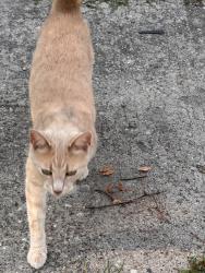 Found/Stray Female Cat last seen Lexington, Snyder, stoddard, Burcham, East Lansing, MI 48823