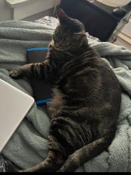 Lost Male Cat last seen 45th street and Denker, Los Angeles, CA 90062