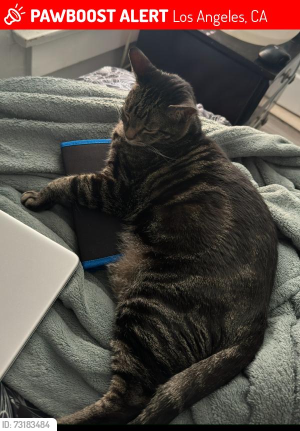 Lost Male Cat last seen 45th street and Denker, Los Angeles, CA 90062