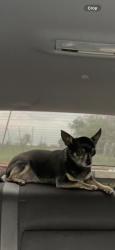 Lost Female Dog last seen Clay ave, Waco, TX 76711