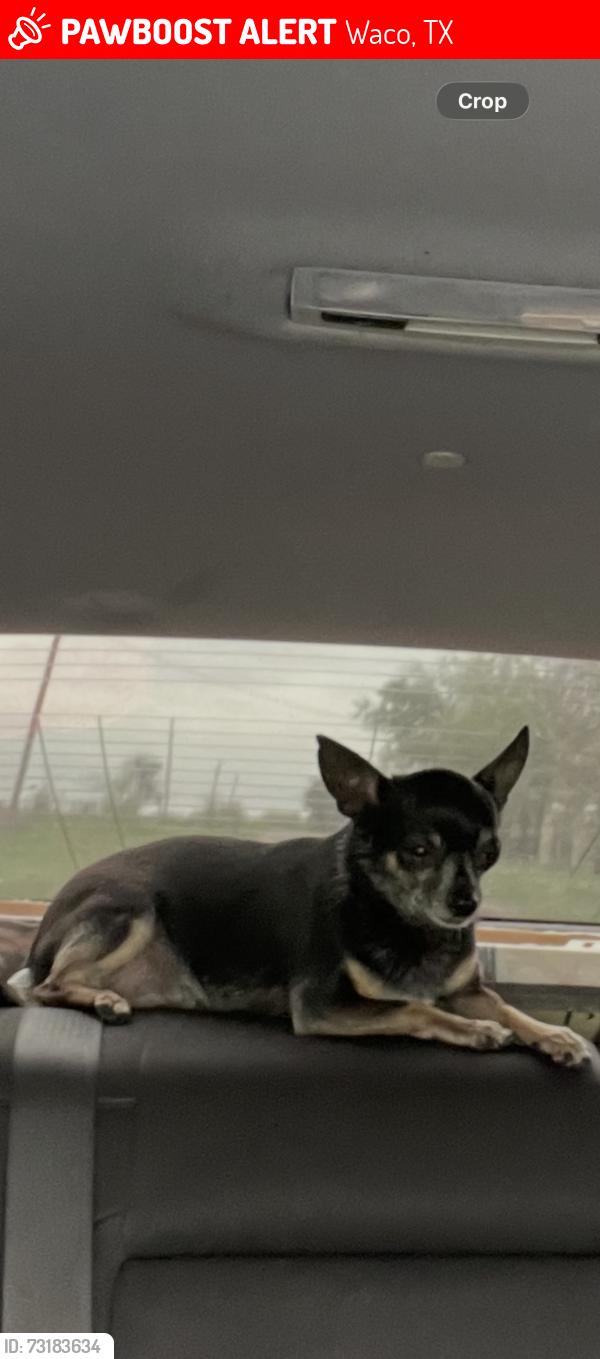 Lost Female Dog last seen Clay ave, Waco, TX 76711
