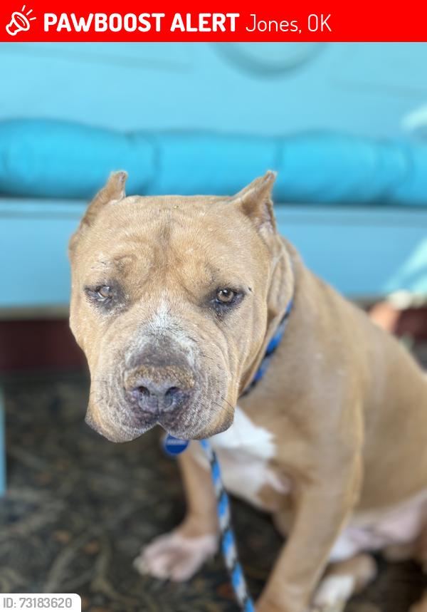 Lost Male Dog last seen N Westminster & E Hefner Rd, Jones, OK 73049
