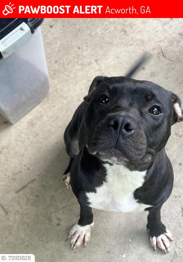 Lost Female Dog last seen Cedarcrest, Acworth, GA 30101