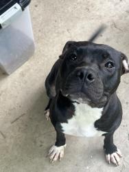 Lost Female Dog last seen Cedarcrest, Acworth, GA 30101
