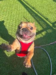 Shelter Stray Male Dog last seen Near Abbott Ct, 21202, MD, 2490 Giles Rd, Baltimore, MD 21225, USA