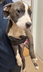 Shelter Stray Female Dog last seen Near Lawrence St, 30079, GA, 3280 Chamblee Dunwoody Rd, Chamblee, GA 30341, USA