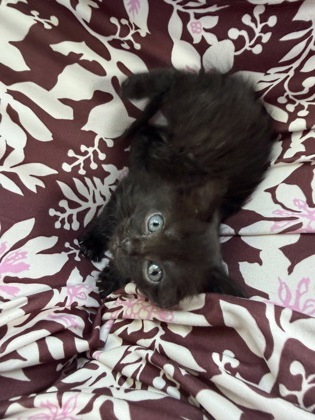Shelter Stray Female Cat last seen Near Velma Ct Ellenwood Georgia 30294, 30294, GA, 3280 Chamblee Dunwoody Rd, Chamblee, GA 30341, USA