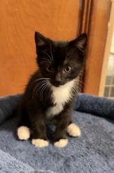 Shelter Stray Male Cat last seen Near Century Pkwy NE, Atlanta, GA 30345, 30345, GA, 3280 Chamblee Dunwoody Rd, Chamblee, GA 30341, USA
