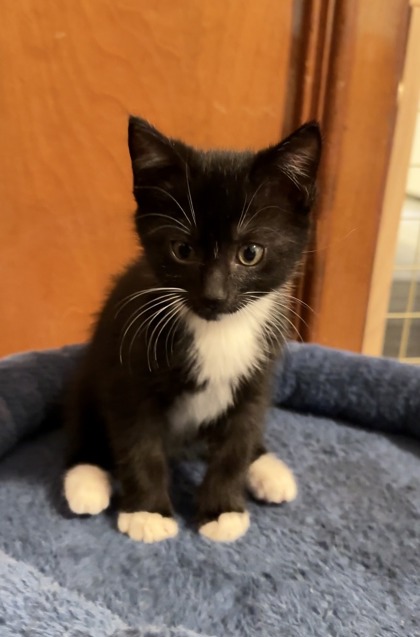 Shelter Stray Male Cat last seen Near Century Pkwy NE, Atlanta, GA 30345, 30345, GA, 3280 Chamblee Dunwoody Rd, Chamblee, GA 30341, USA