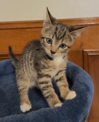 Shelter Stray Male Cat last seen Near Century Pkwy NE, Atlanta, GA 30345, 30345, GA, 3280 Chamblee Dunwoody Rd, Chamblee, GA 30341, USA