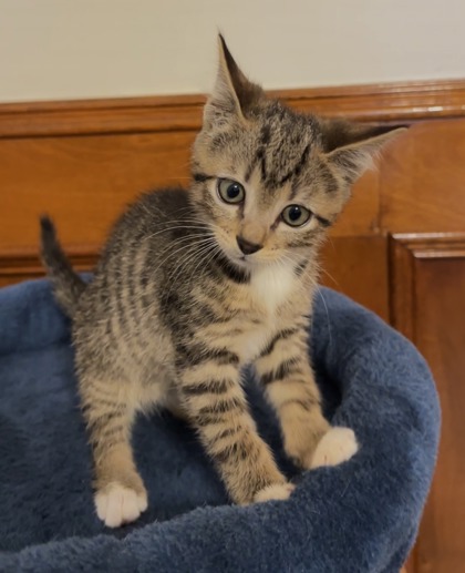 Shelter Stray Male Cat last seen Near Century Pkwy NE, Atlanta, GA 30345, 30345, GA, 3280 Chamblee Dunwoody Rd, Chamblee, GA 30341, USA