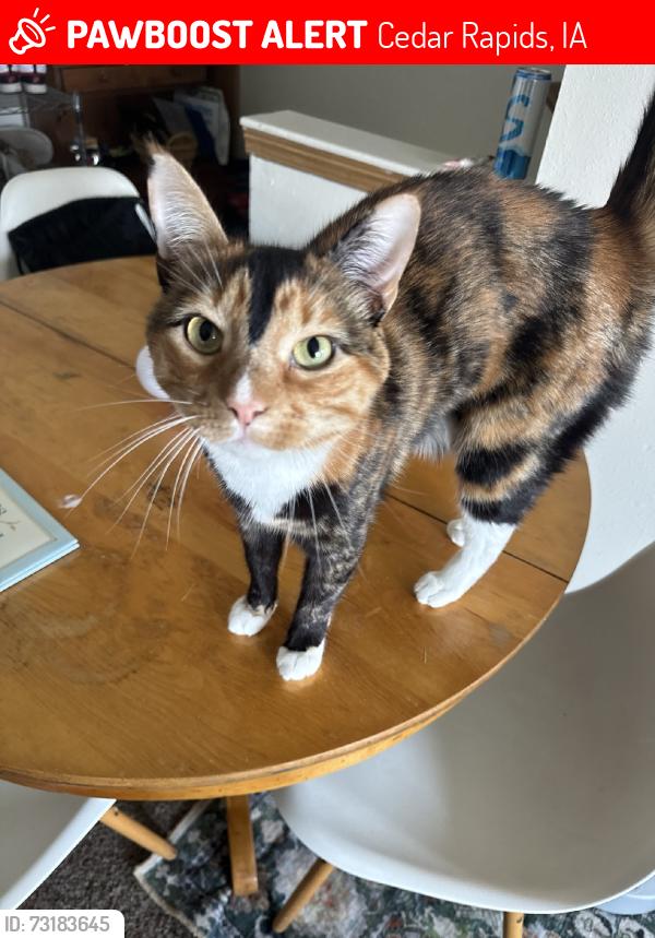 Lost Female Cat last seen Apt 8, by the clbh, Cedar Rapids, IA 52404