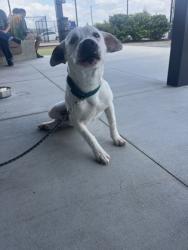 Shelter Stray Male Dog last seen Near Ralph David Abernathy BLVD, Atlanta, GA, 1251 Fulton Industrial Blvd NW, Atlanta, GA 30336, USA