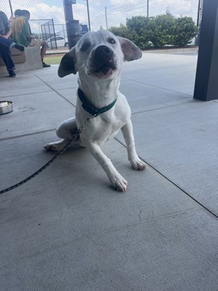 Shelter Stray Male Dog last seen Near Ralph David Abernathy BLVD, Atlanta, GA, 1251 Fulton Industrial Blvd NW, Atlanta, GA 30336, USA