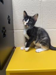 Shelter Stray Female Cat last seen Under Car 38114, Memphis, TN, 935 Farm Rd, Memphis, TN 38134, USA