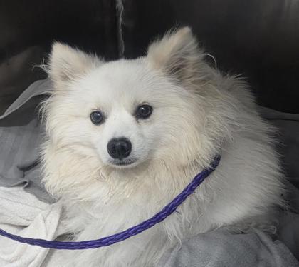 Shelter Stray Male Dog last seen Near Montana avenue, CITY of El Paso, TX, 5001 Fred Wilson Ave, El Paso, TX 79906, USA