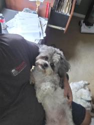 Reunited Male Dog last seen Grandview and Lakeridge, Lake Elsinore, CA 92530