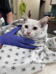 Shelter Stray Female Cat last seen Near Cavalina Lane, Westfield City, IN, 10501 Hague Rd, Fishers, IN 46038, USA