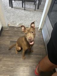Found/Stray Female Dog last seen Hearth Dr & Westridge St, Houston, TX 77054