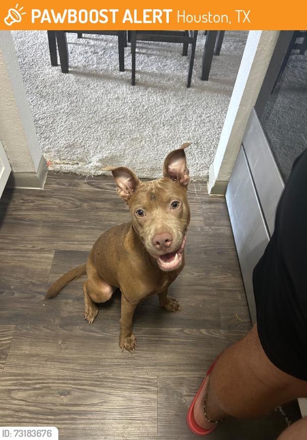 Found/Stray Female Dog last seen Hearth Dr & Westridge St, Houston, TX 77054