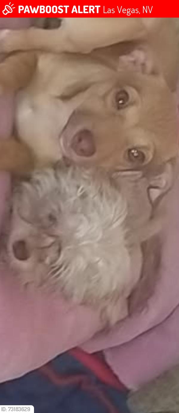 Lost Male Dog last seen Sahara and valley view, Las Vegas, NV 89102