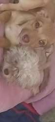 Lost Male Dog last seen Sahara and valley view, Las Vegas, NV 89102