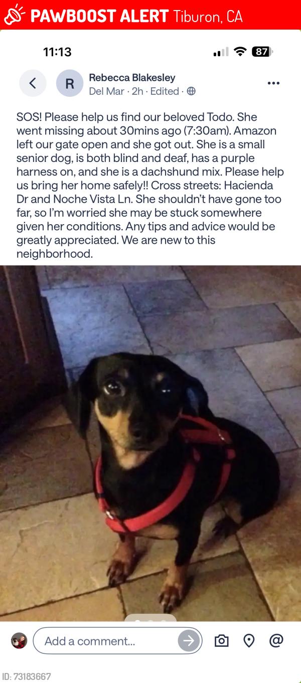 Lost Female Dog last seen Hacienda and Noche Vista Ln, Tiburon, CA 94920