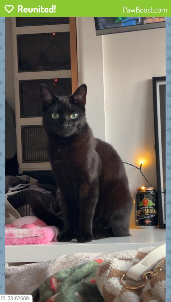 Reunited Female Cat last seen biddick hall, Tyne and Wear, England NE34 9SR