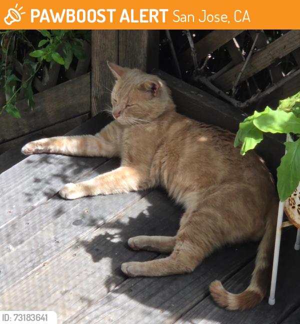 Found/Stray Male Cat last seen Hawthorne/1st, San Jose, CA 95112