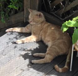 Found/Stray Male Cat last seen Hawthorne/1st, San Jose, CA 95112