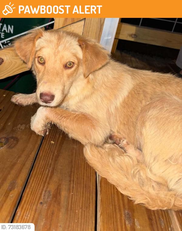Found/Stray Female Dog last seen Old Island Ford Rd, Spartanburg County, SC 29323