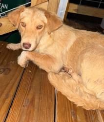 Found/Stray Female Dog last seen Old Island Ford Rd, Spartanburg County, SC 29323