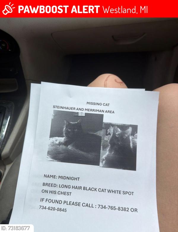 Lost Male Cat last seen Our hse is more so in the middle of the street got out at 3 am after Morgan wallen concert, Westland, MI 48186