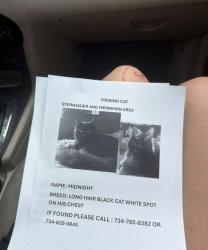 Lost Male Cat last seen Our hse is more so in the middle of the street got out at 3 am after Morgan wallen concert, Westland, MI 48186