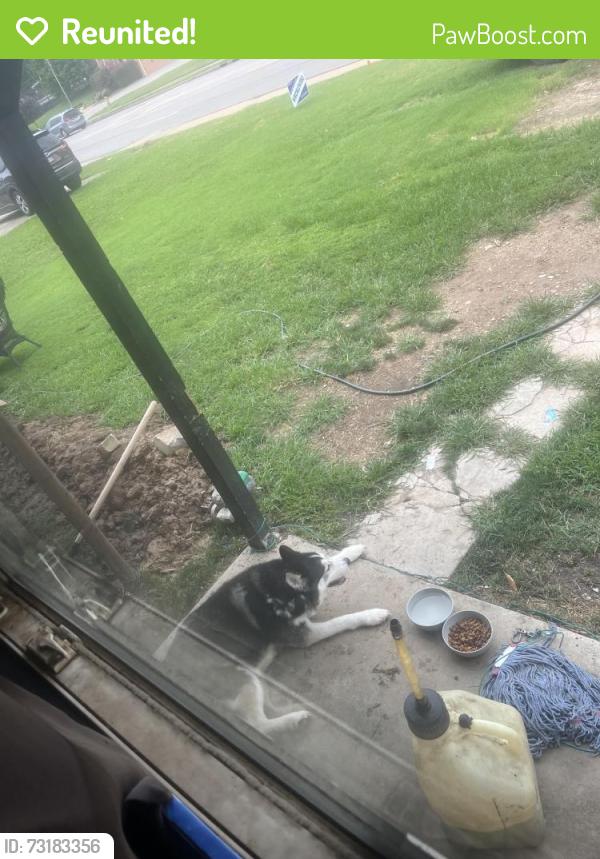 Reunited Unknown Dog last seen Midland, Midland Township, MO 63114