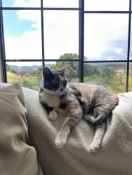 Reunited Female Cat last seen Deer Valley Rd., San Rafael, CA 94903