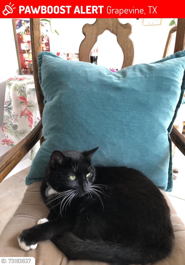 Lost Female Cat last seen Silverside and North Riverside Dr. near the Elks Lodge, Grapevine, TX 76051