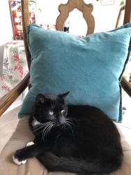 Lost Female Cat last seen Silverside and North Riverside Dr. near the Elks Lodge, Grapevine, TX 76051