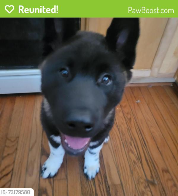 Reunited Male Dog last seen Near Scaffold Way, Odenton, MD 21113, USA, Odenton, MD 21113