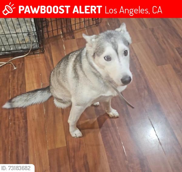 Lost Female Dog last seen Winnetka and Victory, Los Angeles, CA 91306