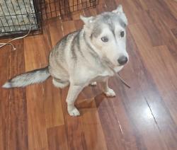 Lost Female Dog last seen Winnetka and Victory, Los Angeles, CA 91306