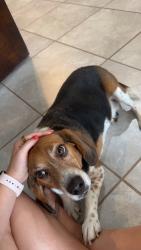 Reunited Male Dog last seen Dreamland BBQ 5 points, Birmingham, AL 35205