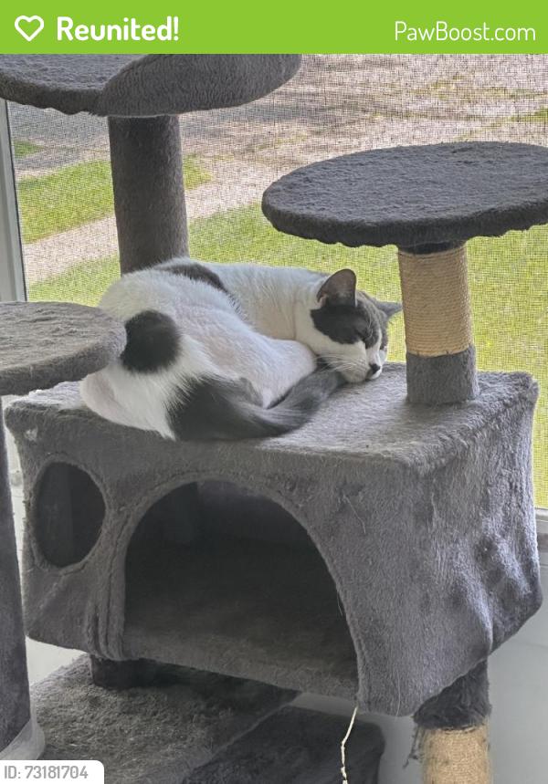 Reunited Female Cat last seen Near Flamingo Ave, Cleveland, OH 44135, USA, Cleveland, OH 44135